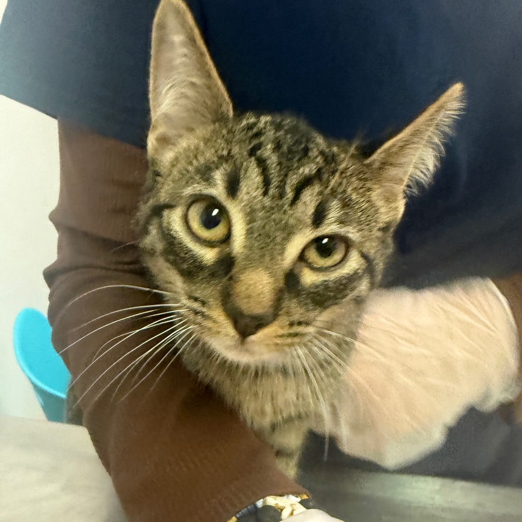 Windex — thumbnail 2