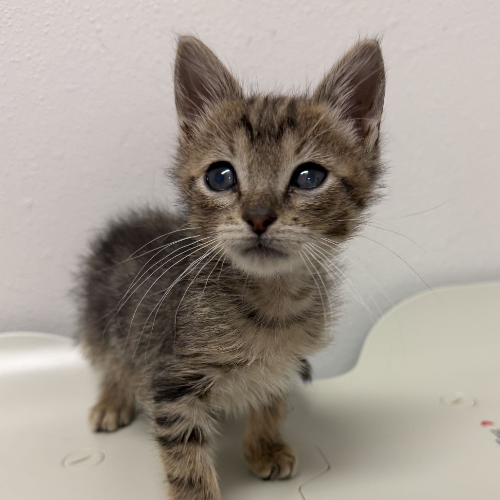 ALPHABET SOUP A3 - Domestic Shorthair available for adoption