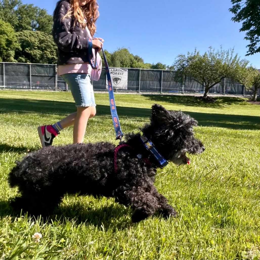 Willow (Whoopie), photo 25