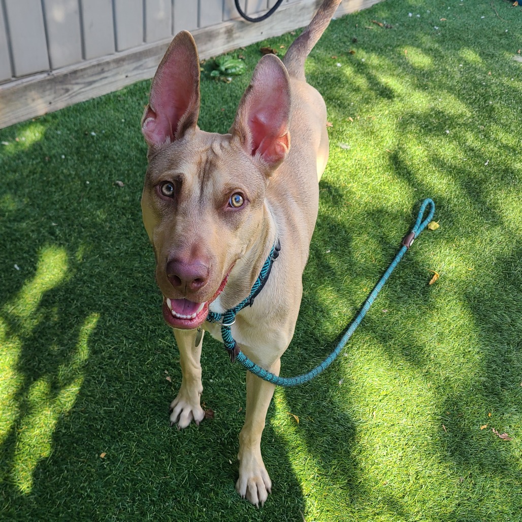 Earthworm Jim — thumbnail 4