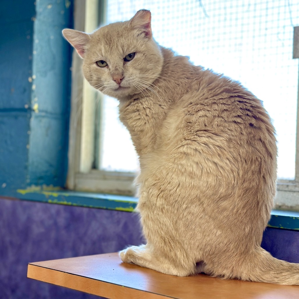 Alani — thumbnail 3