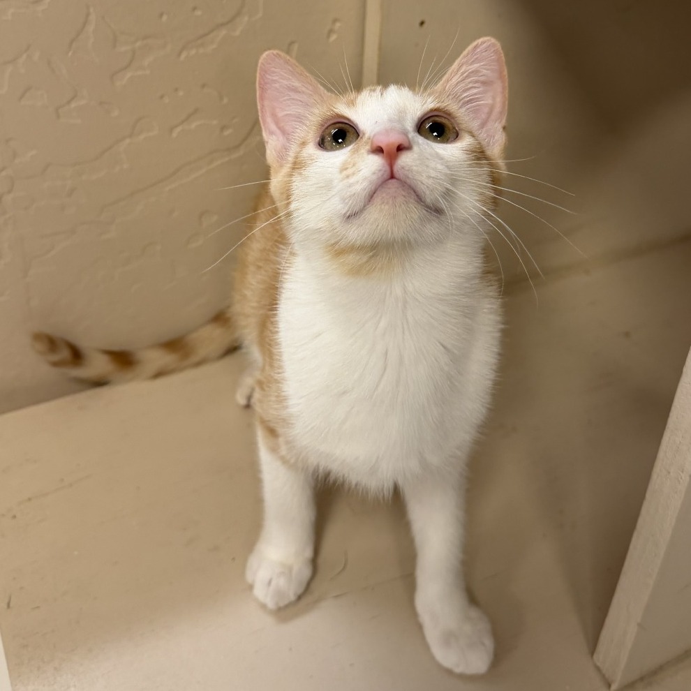POLLOCK - Domestic Shorthair for adoption in Mesa