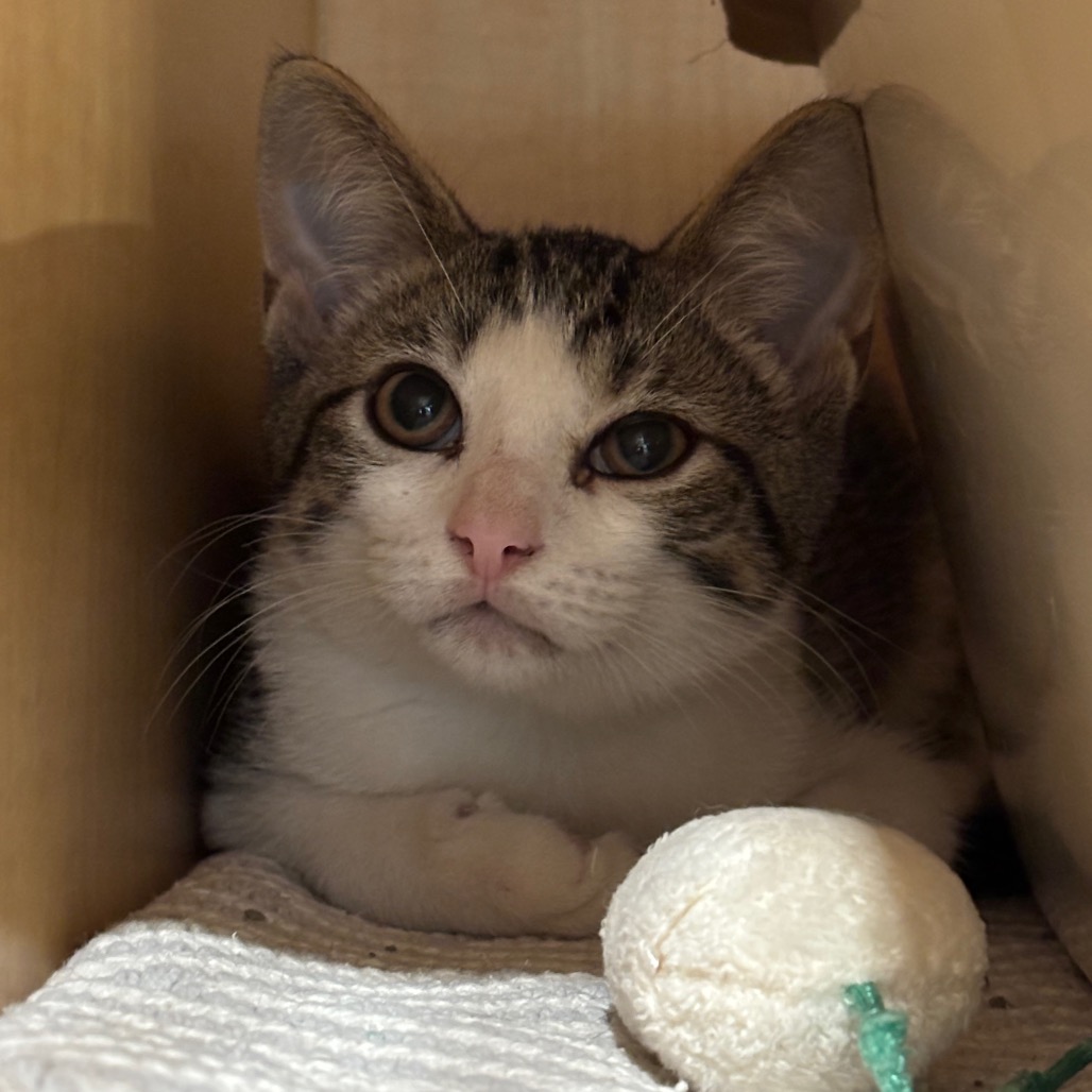 BANJO - Domestic Shorthair available for adoption