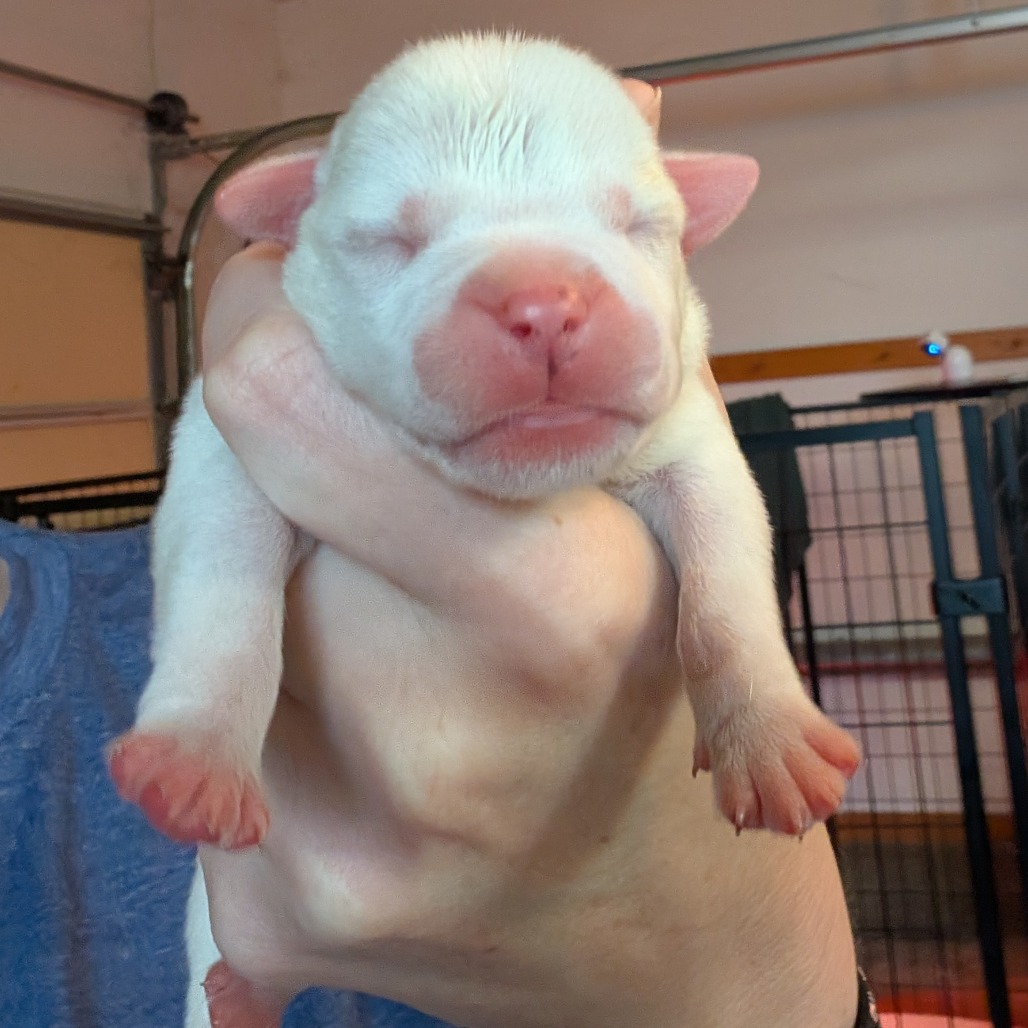 Casper