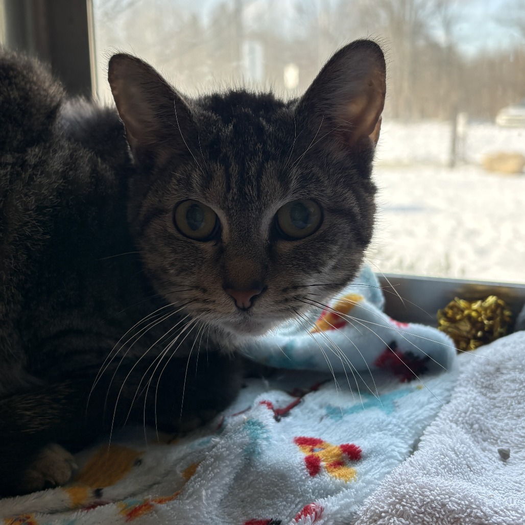Missy bonded w/ Mazzy, photo 2