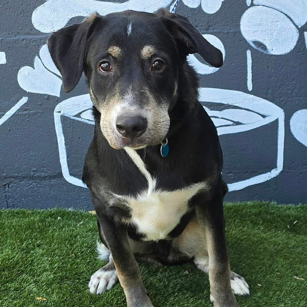FOSTER NEEDED - Chipper