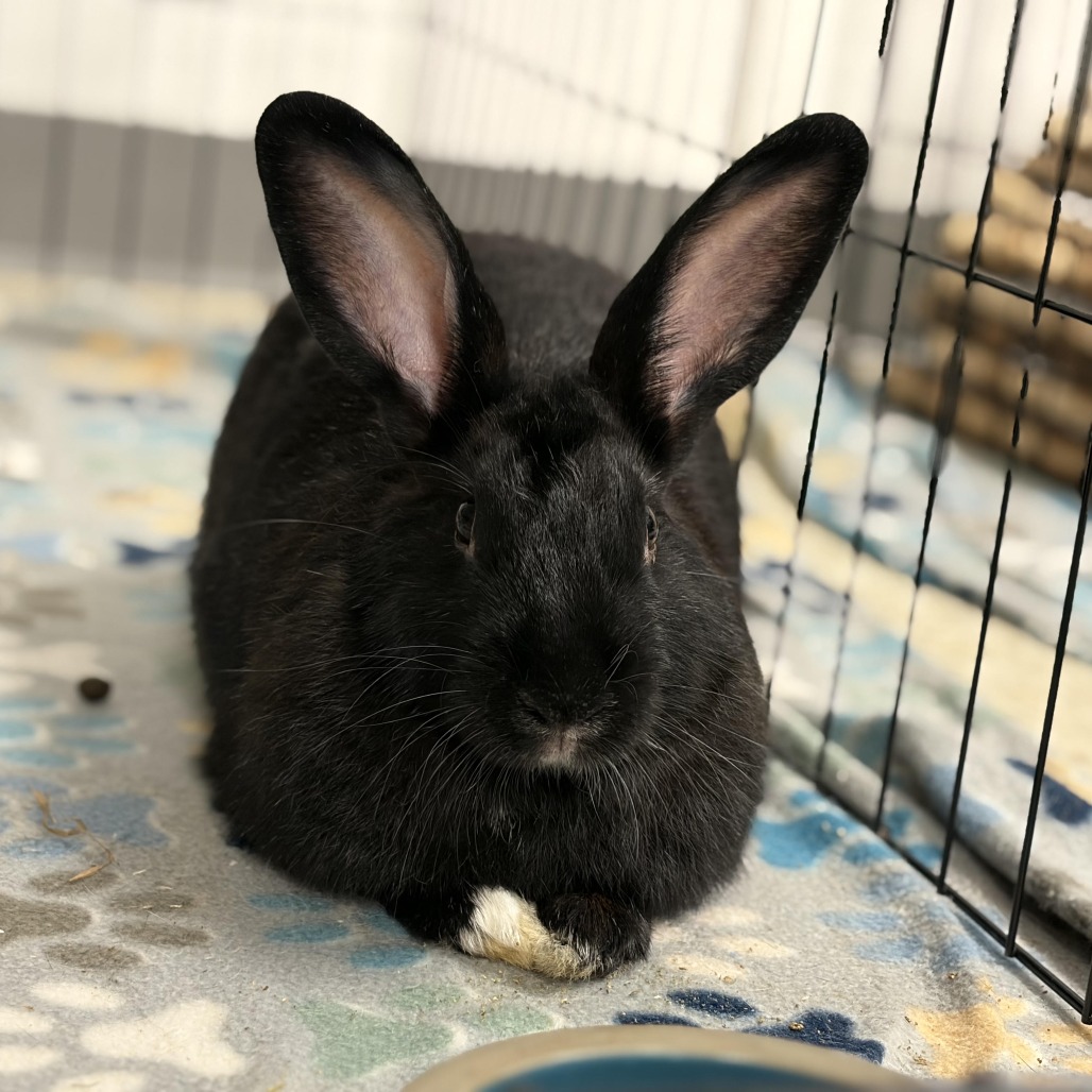 BEAUFORT - Havana available for adoption