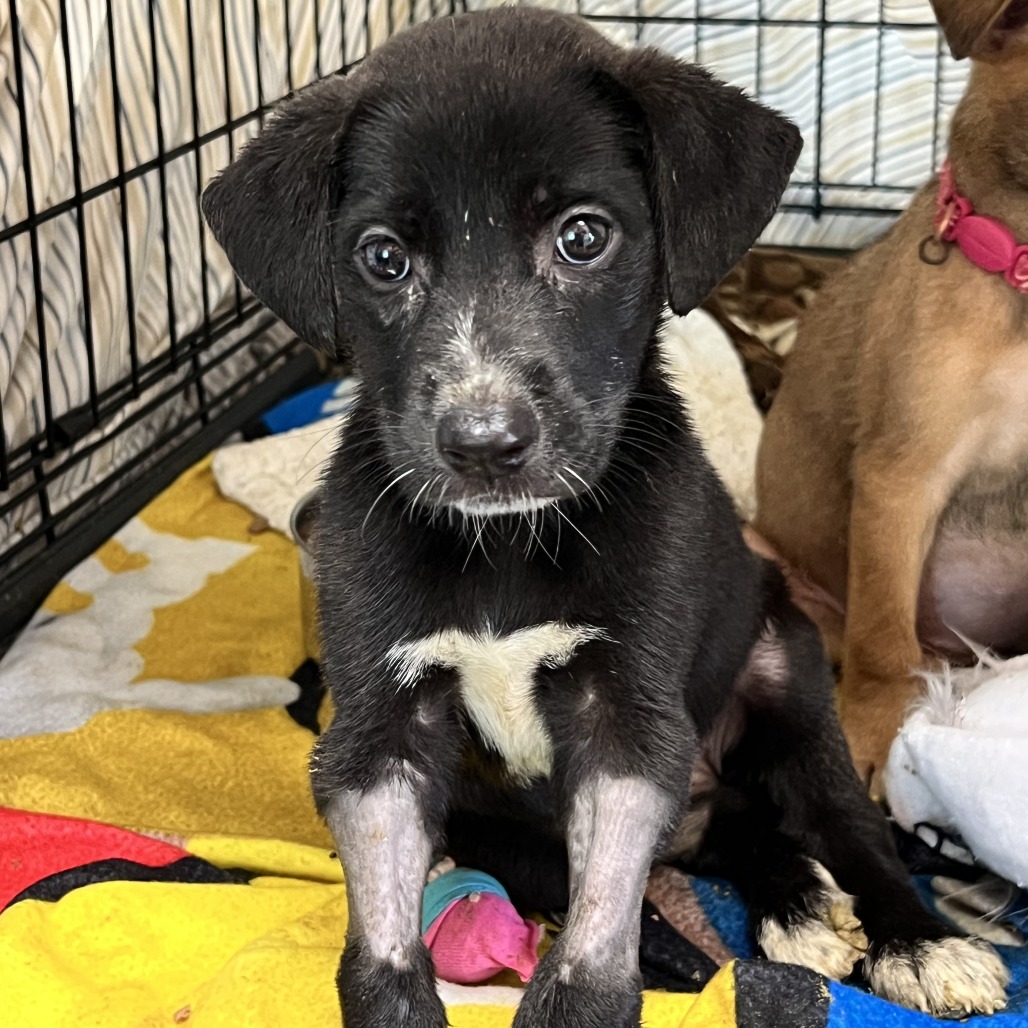 Lychee — thumbnail 8