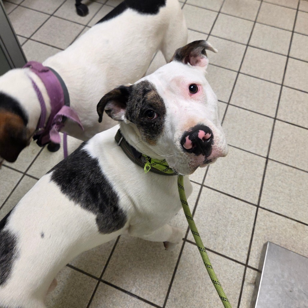 Alba — thumbnail 2