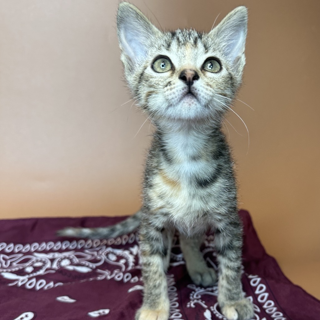 SABBATH - Domestic Shorthair available for adoption