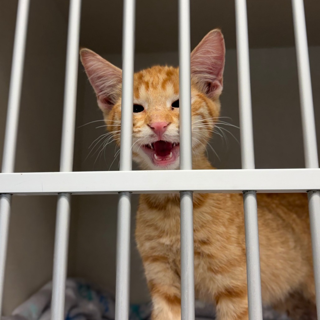 MICHAEL - Domestic Shorthair available for adoption