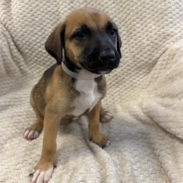 Cedar the Dog