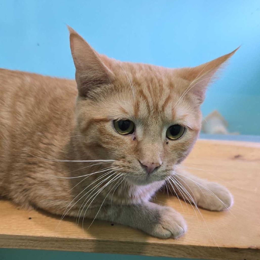 Mai Tai — thumbnail 2