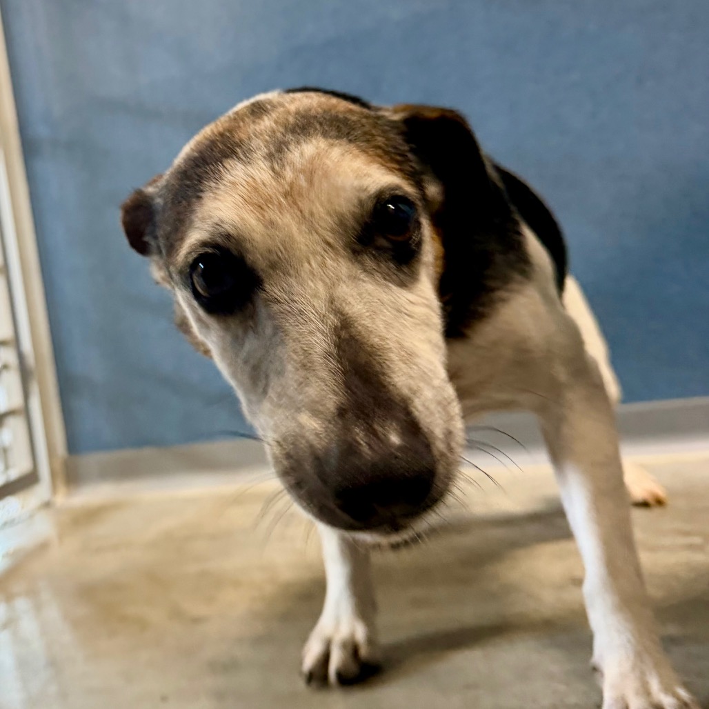 LEVI (AG26-59) - Terrier / Jack Russell available for adoption