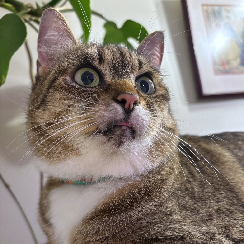 Luna — thumbnail 2