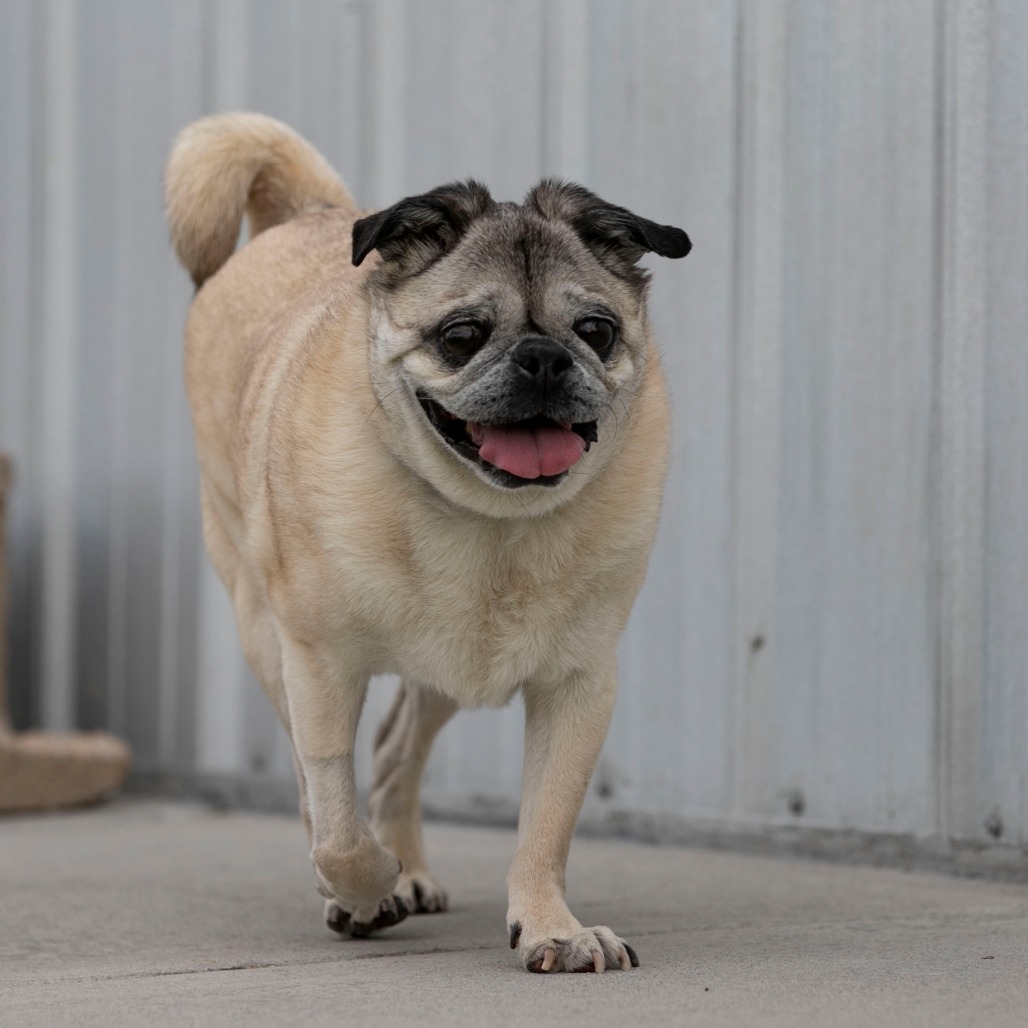 Bohdi (JA26-40), photo 6