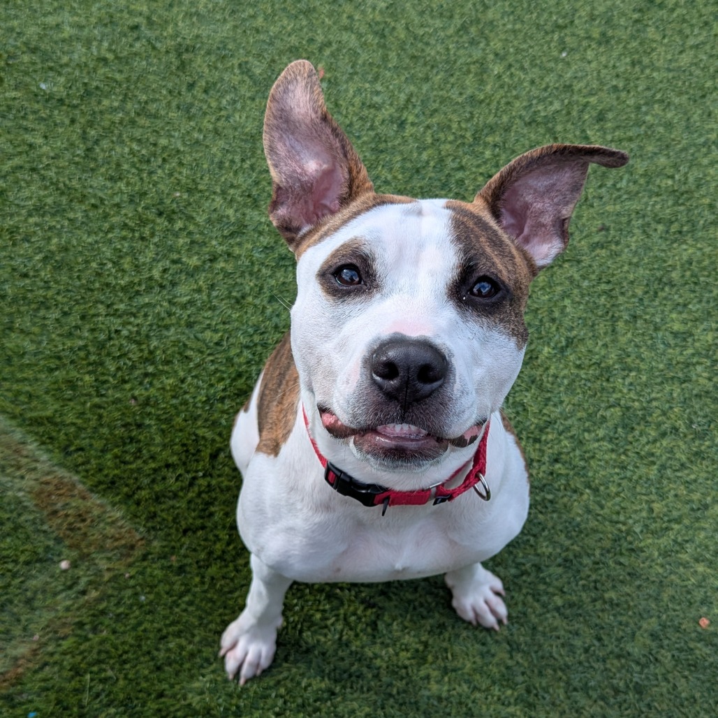 Photo of Bombyx Mori 10