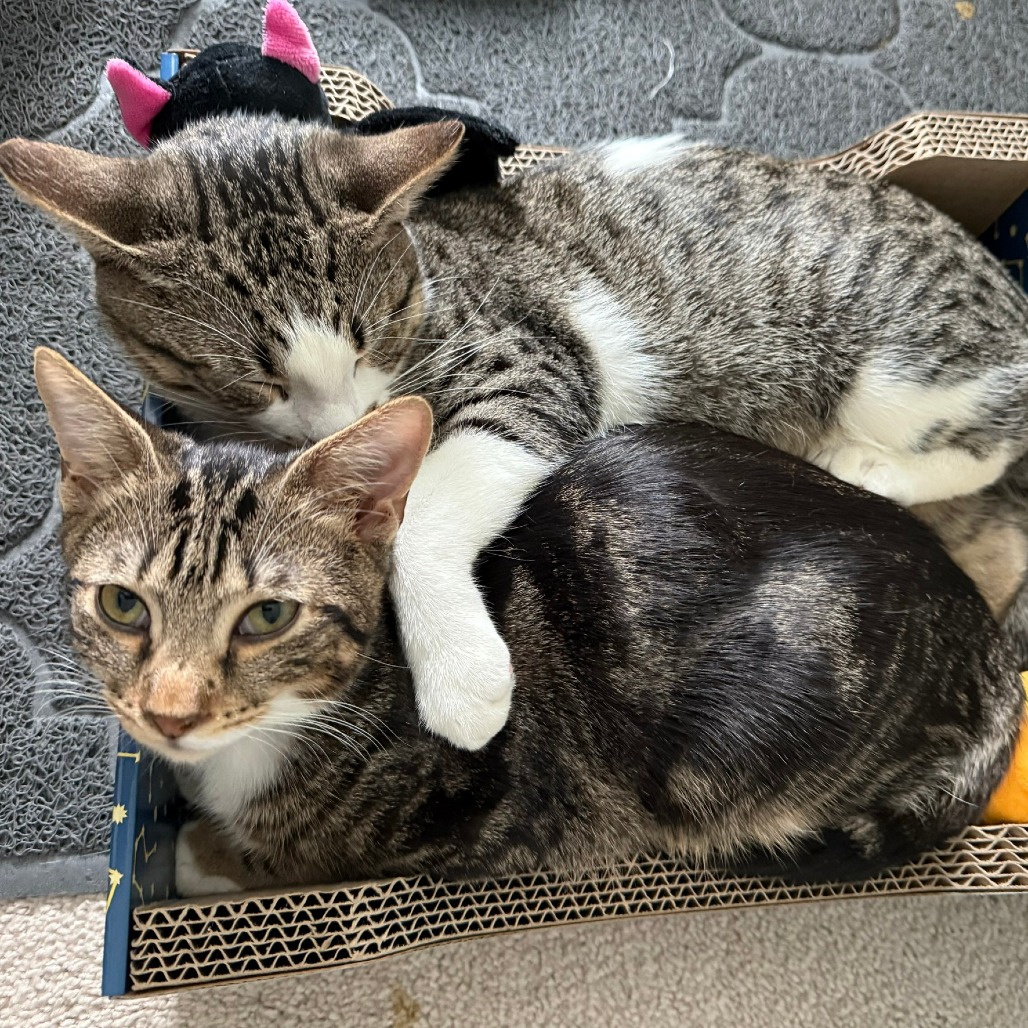 Detail – Independent Animal Rescue