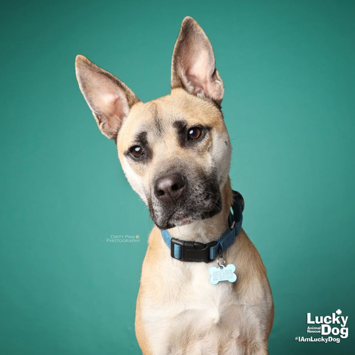 COLTON - Shepherd / Malinois, Belgian available for adoption