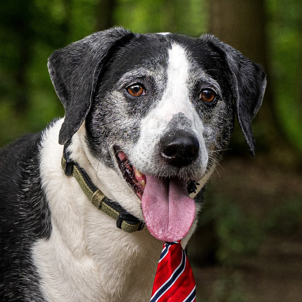 Leo- $90 Adoption Fee!
