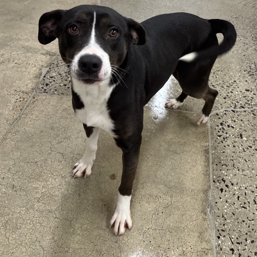 Queen Elizabark aka Queenie