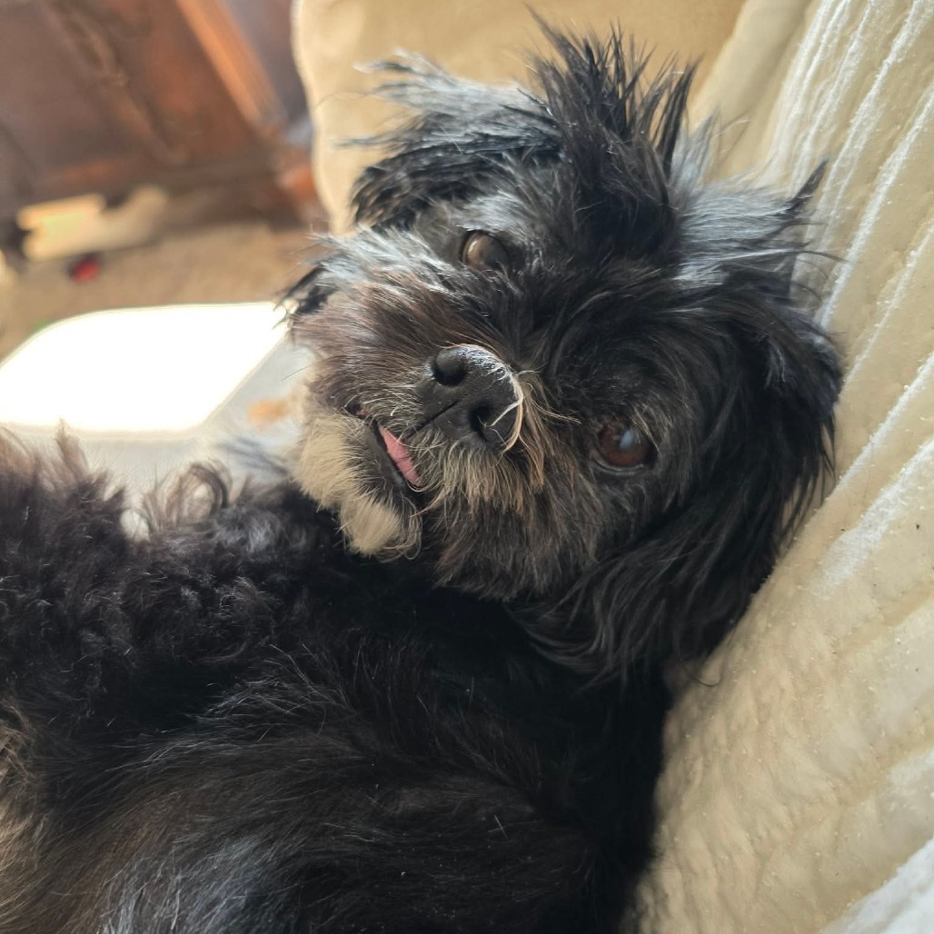Chewy, photo 16