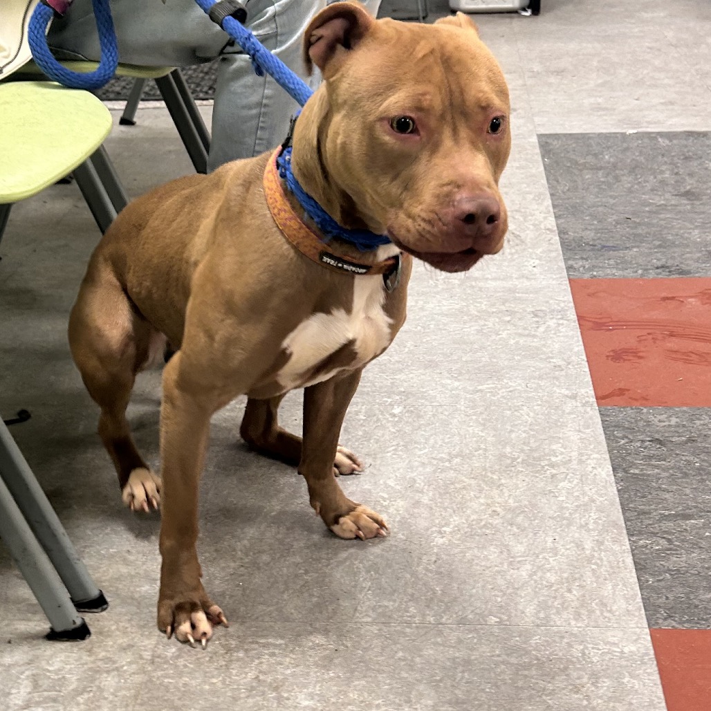 Rosie — thumbnail 5