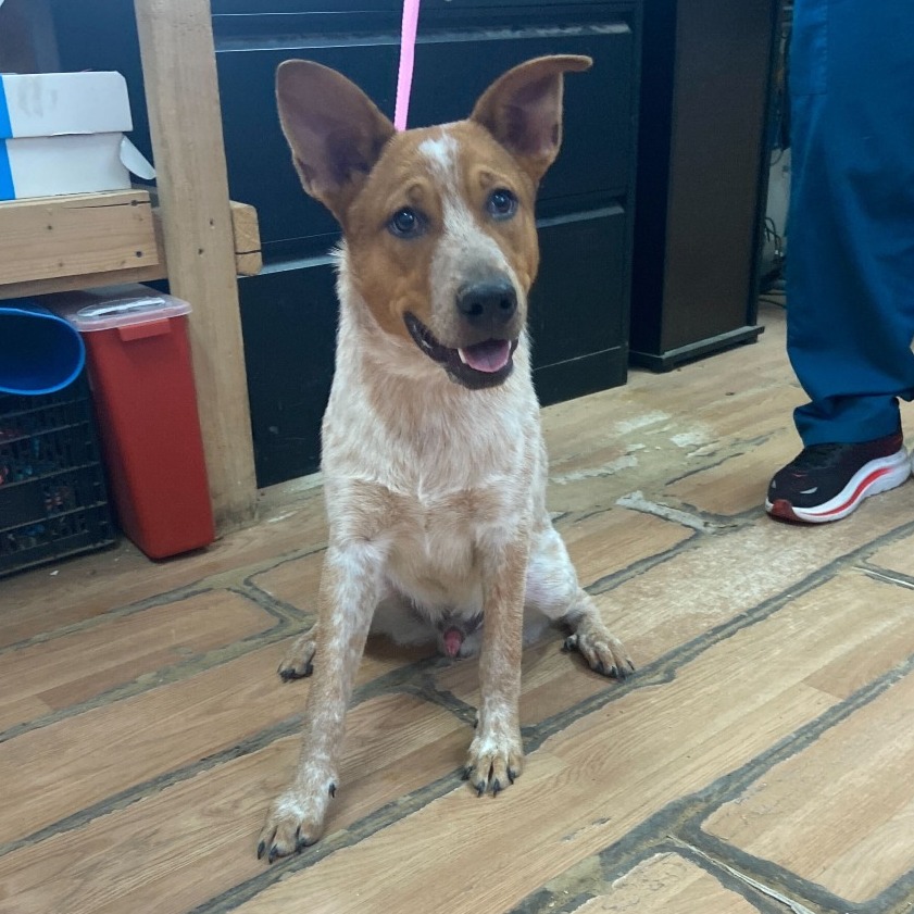 WISHBONE - Cattle Dog / Australian (Red Heeler) available for adoption