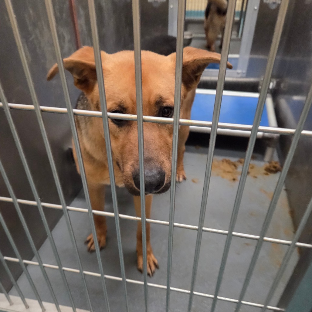 Roky — thumbnail 3