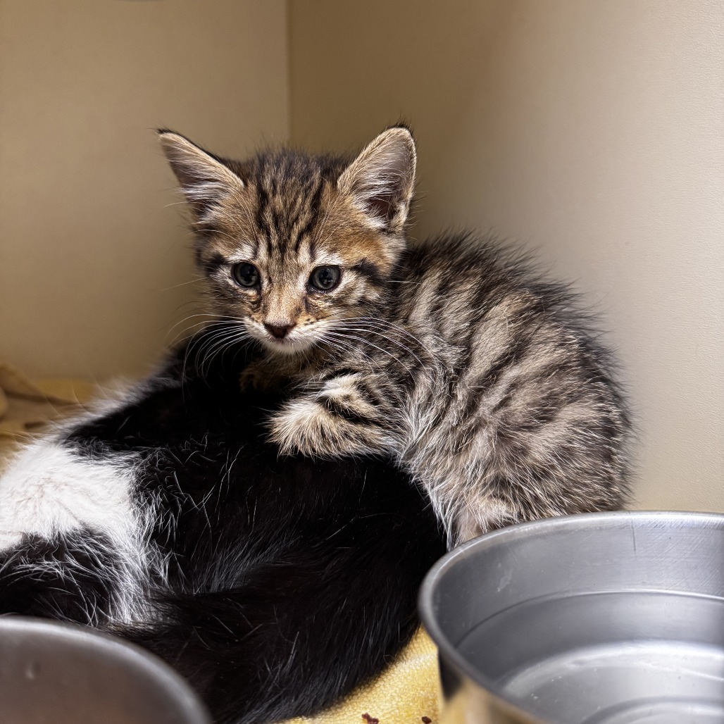 Bippy: Female 2 Domestic Medium Hair