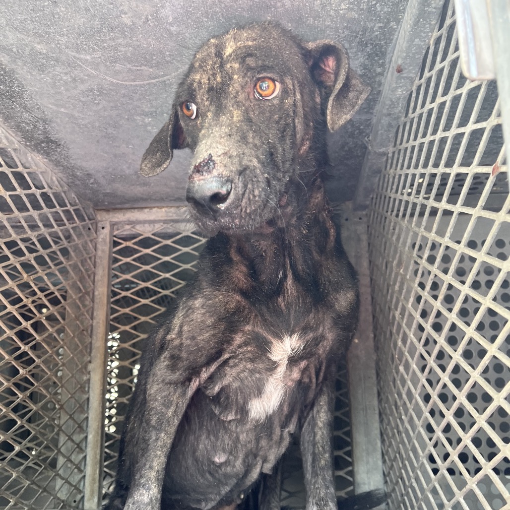 SYLVIE - Shepherd available for adoption
