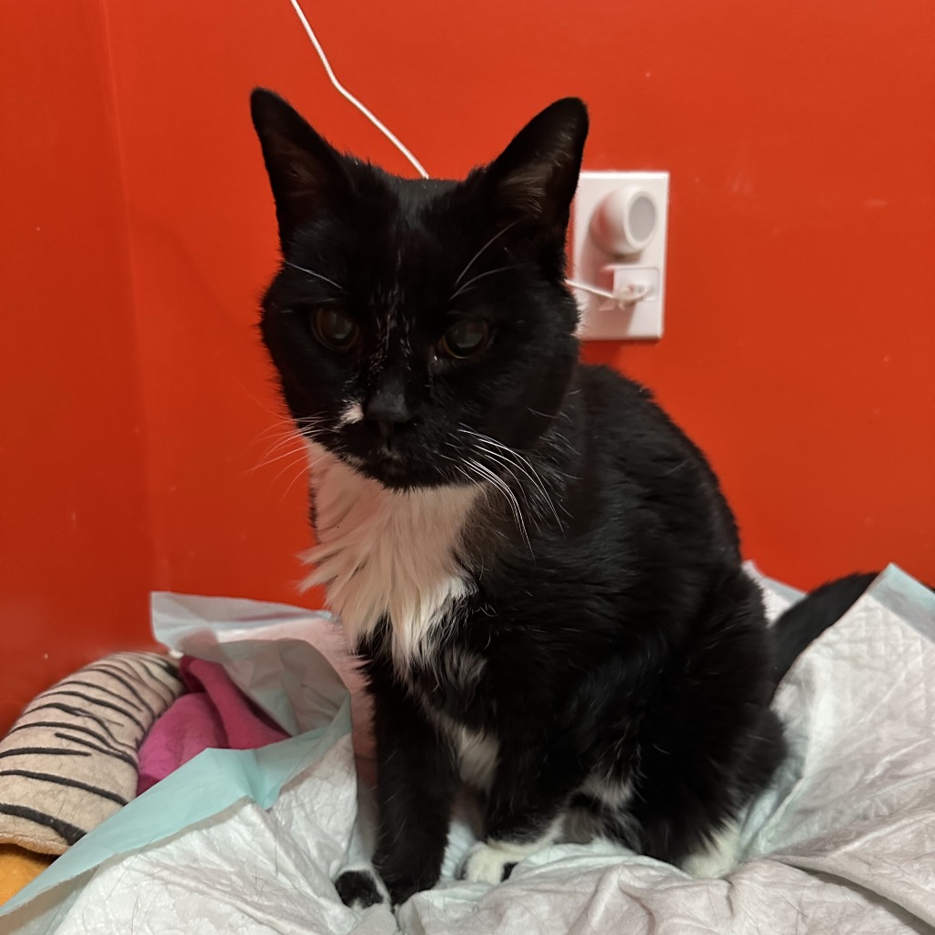 Miss Muffet — thumbnail 2