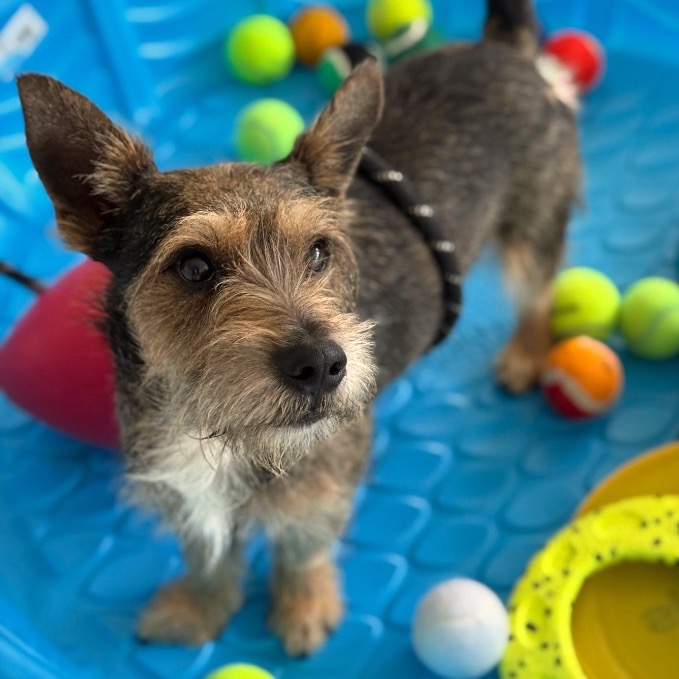 Photo of Ringo playing