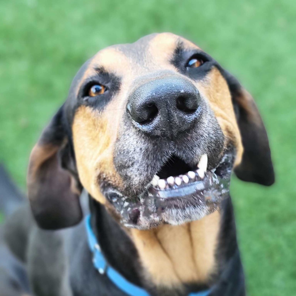 Rover — thumbnail 2