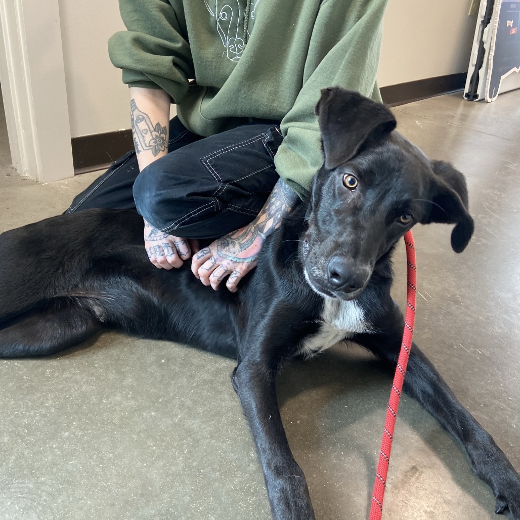 ROOSTER - Mixed Breed (Medium) available for adoption