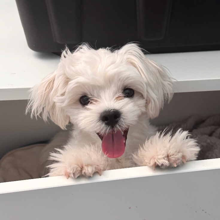 CHOWDER - Maltese available for adoption