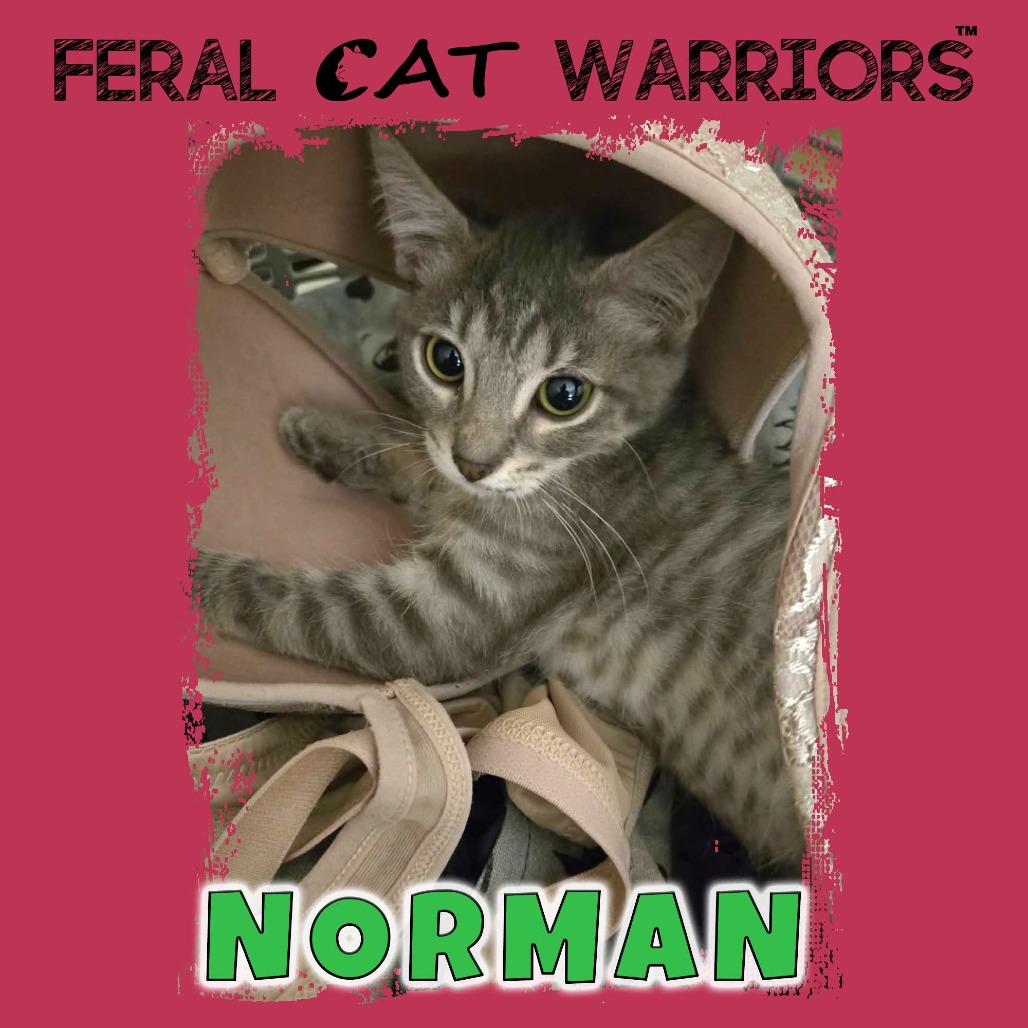Norman