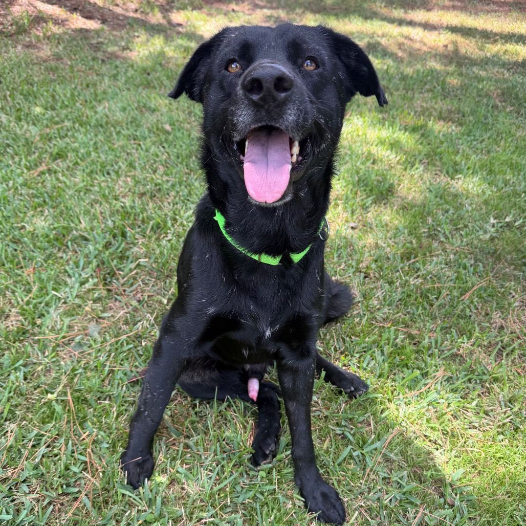 Licorice, photo 15