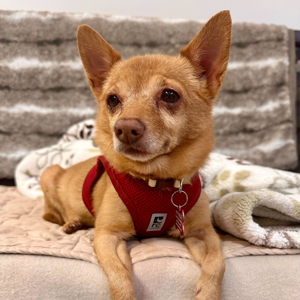 Joan of Arc 13797 — thumbnail 3