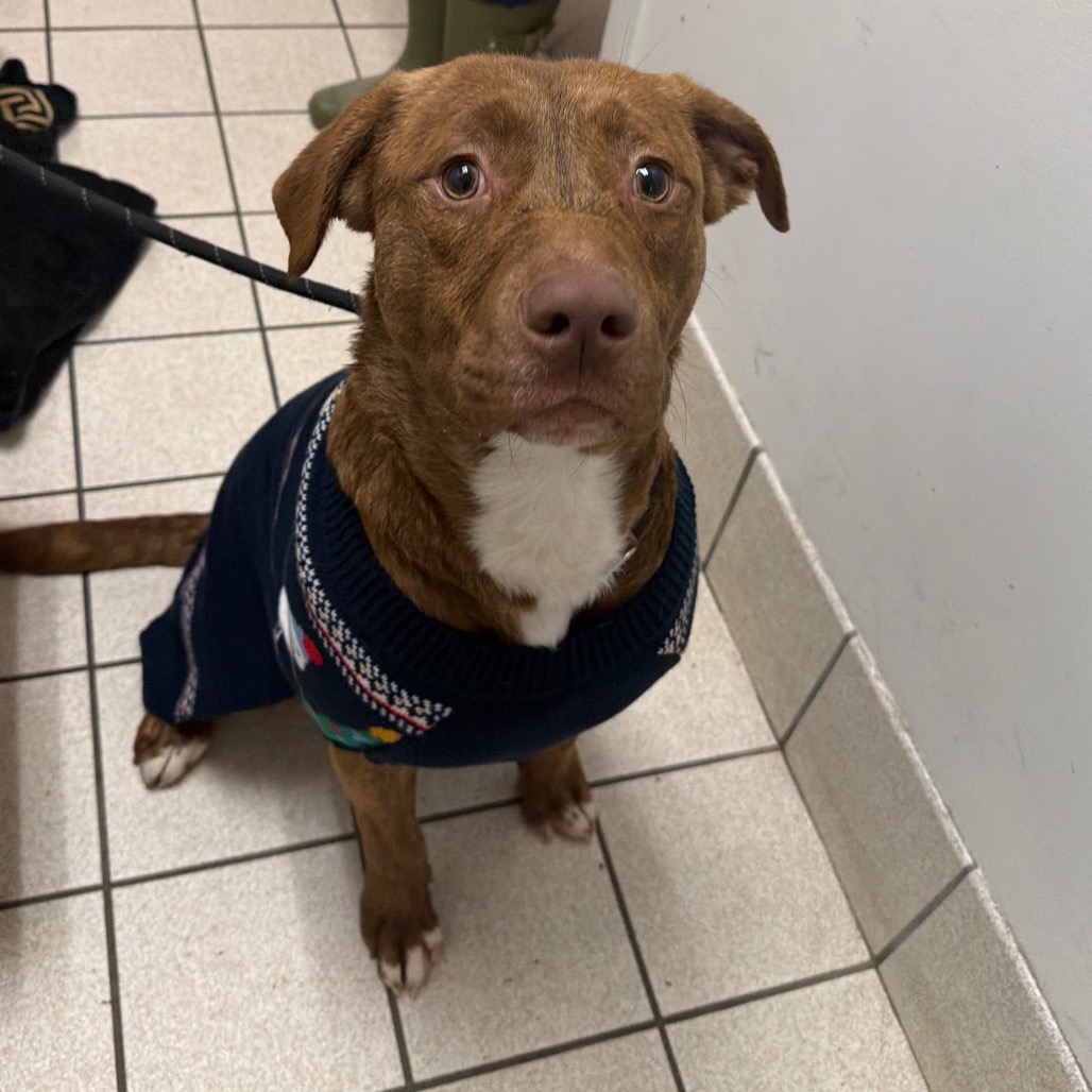 Batman — thumbnail 3