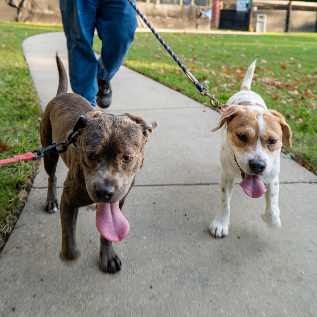 BONES - Beagle available for adoption