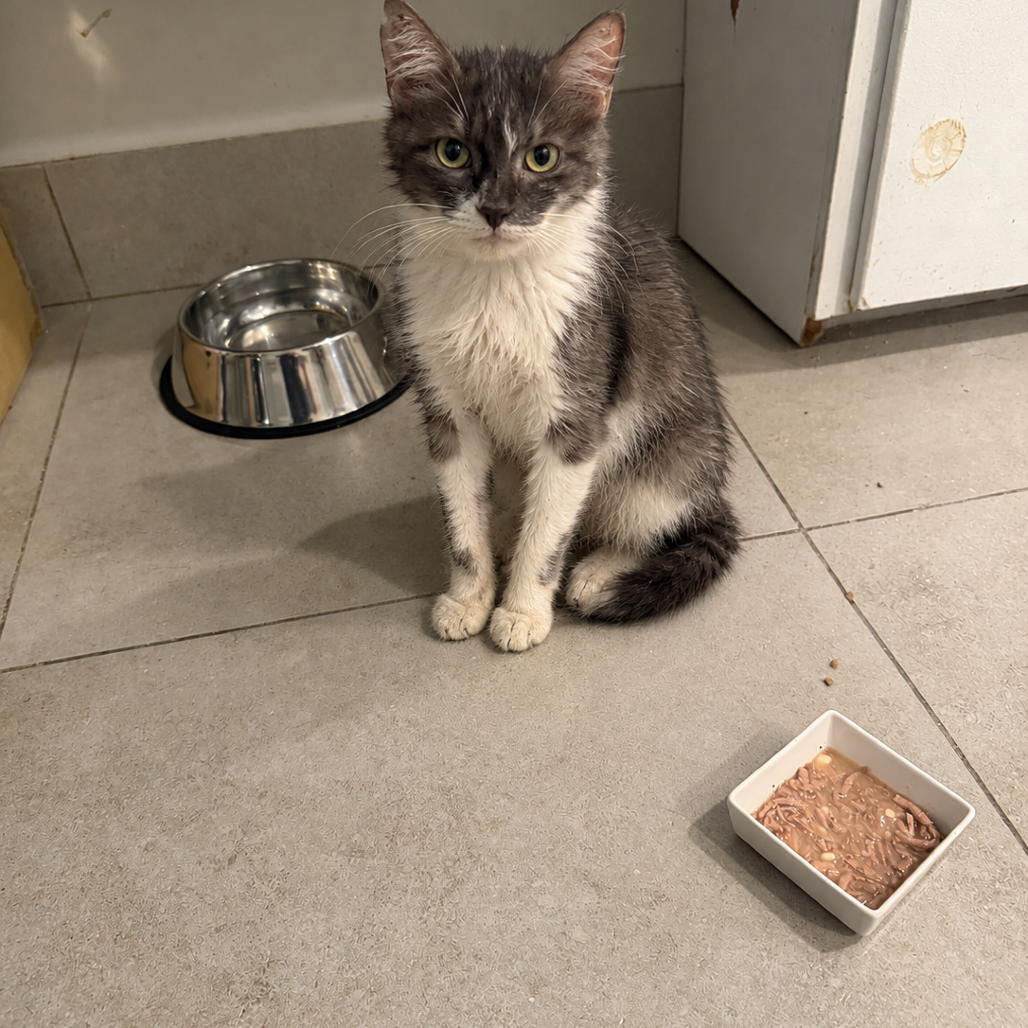 KITTY SOFT PAWS - Domestic Medium Hair available for adoption