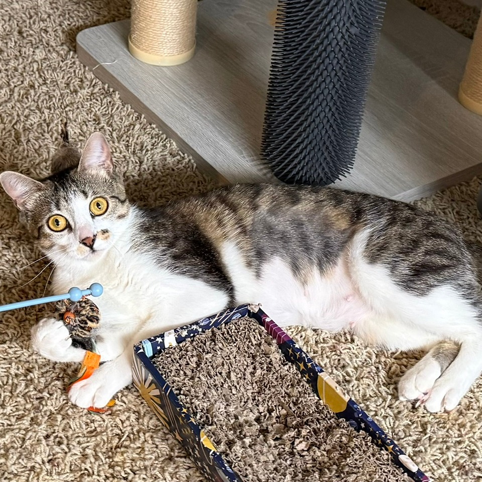 MOIRA - Domestic Shorthair available for adoption