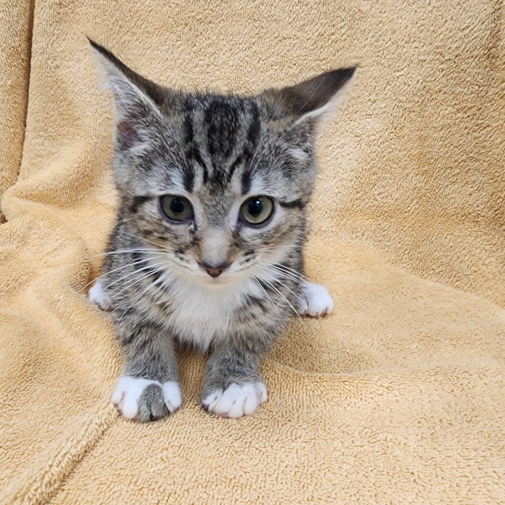 Poppy — thumbnail 3