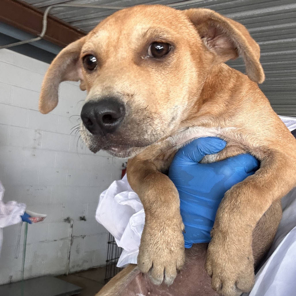 DESTINY - Shepherd available for adoption