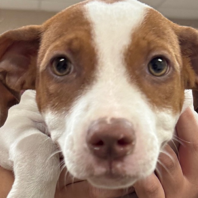 Pit Bull