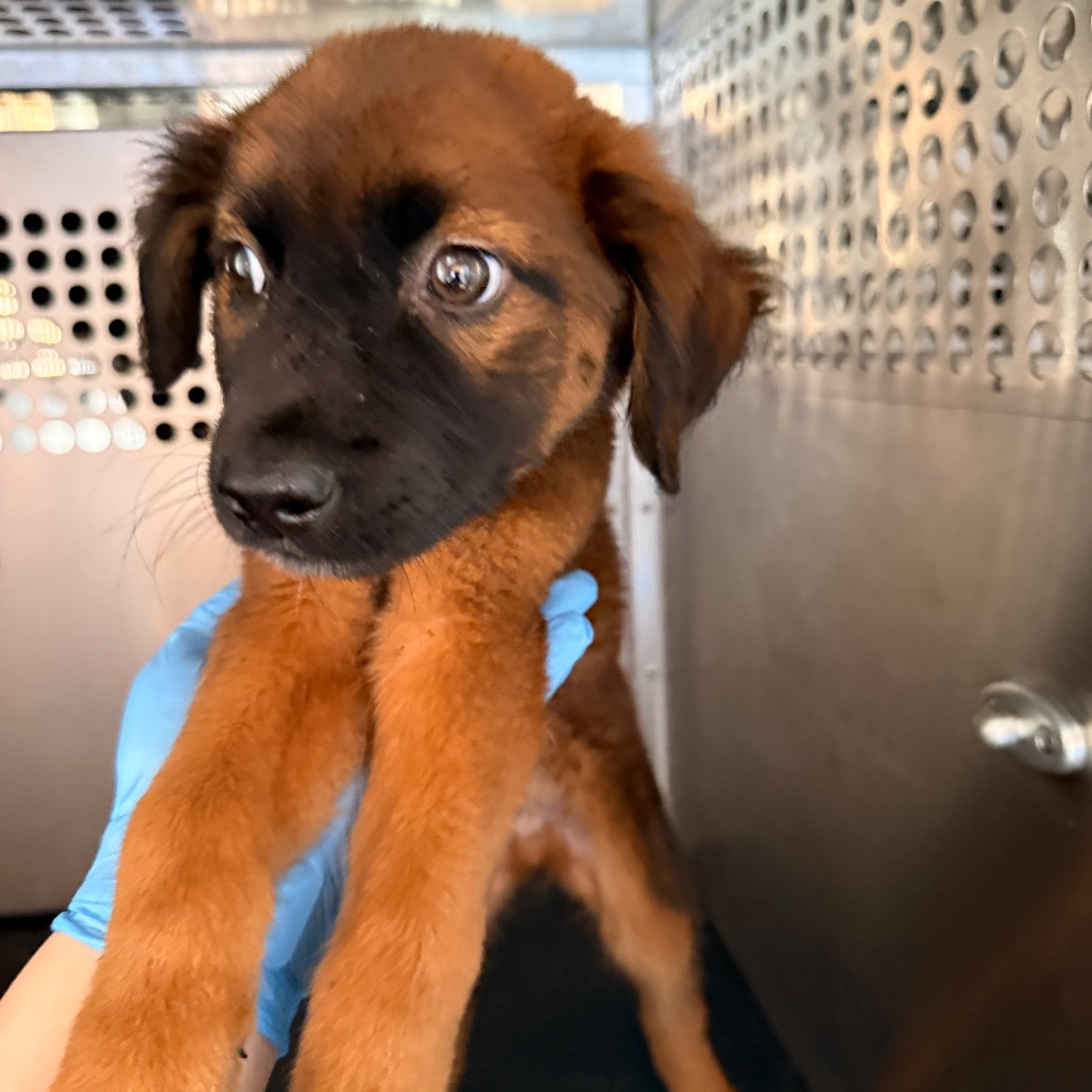 Douglas