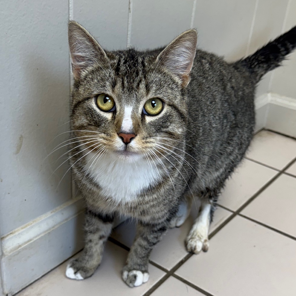  Photo of TUSC-Stray-83832