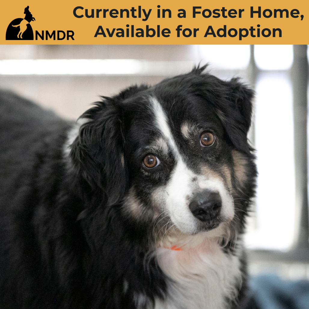 ZOEY (MR26-337) - Shepherd / Australian for adoption in Colorado Springs