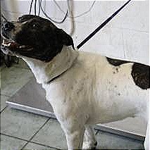 Photo of Penny